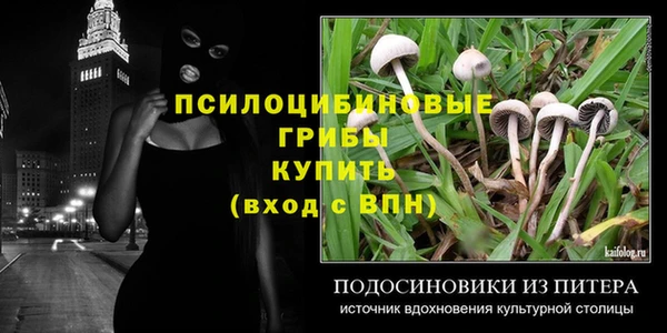 PSILOCYBIN Гатчина