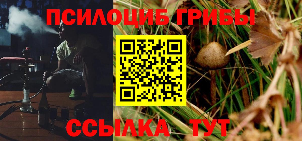 Псилоцибиновые грибы Psilocybe Тайшет